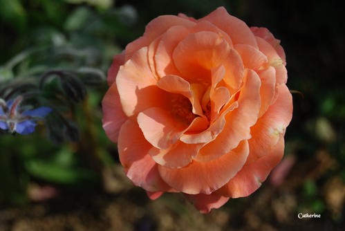 rose-puy-du-fou.JPG