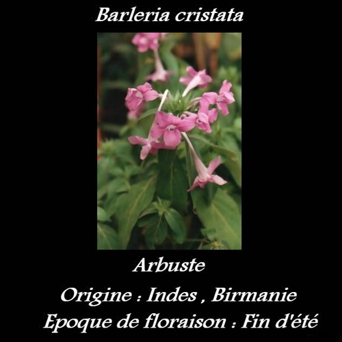 Barleria cristata 