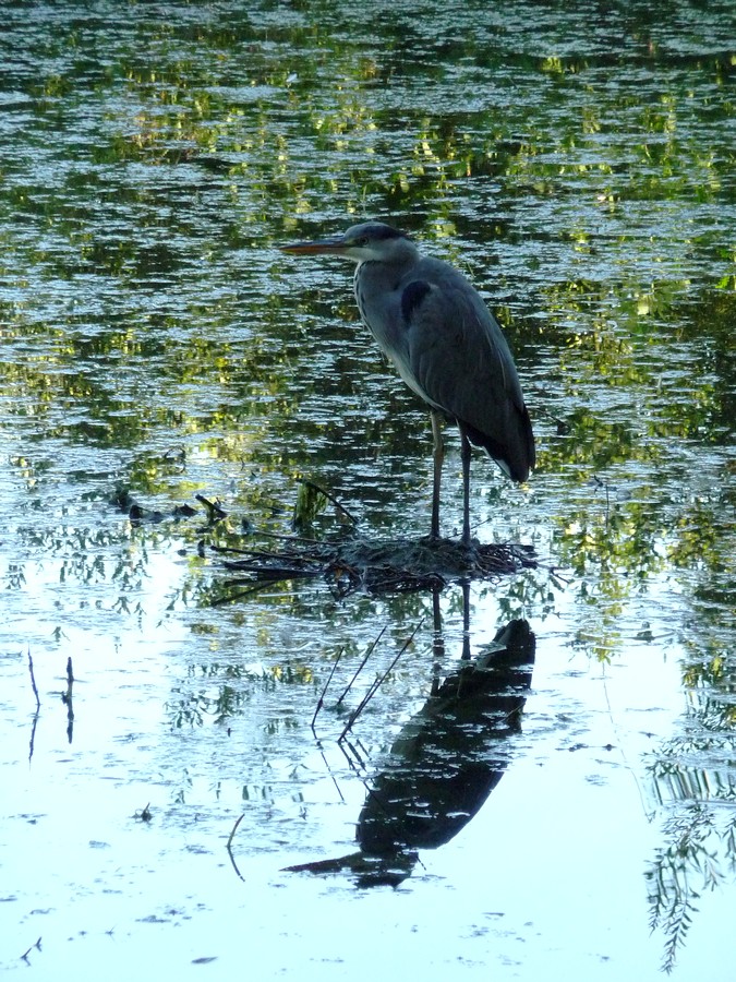 Collectés à la belle saison, mes photos reflets