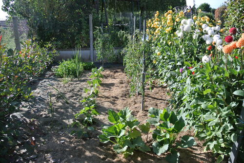 Mon jardin l'été