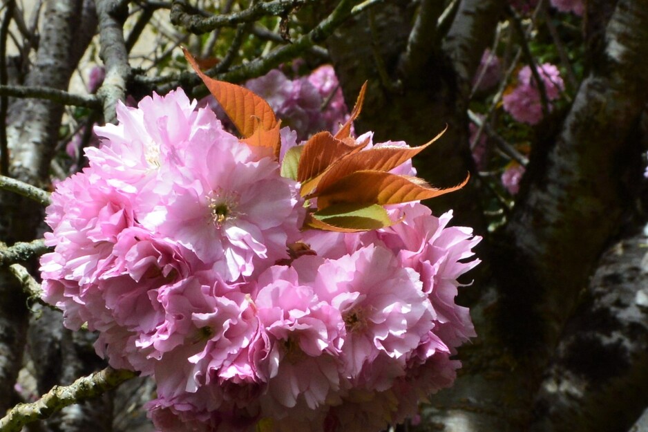 Le cerisier du jardin... mon marronnier de printemps
