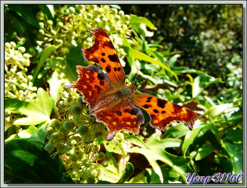 Papillon Robert-le-Diable (Polygonia c-album) 2ieme Génération