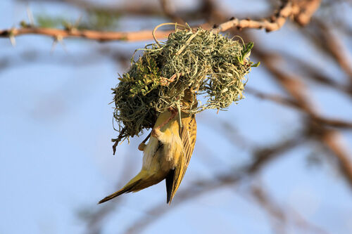 Tisserin à tête rousse (Southern Masked Weaver)