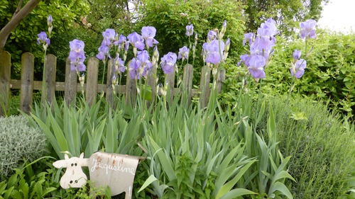 Iris et roses