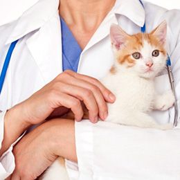 Chat malade
