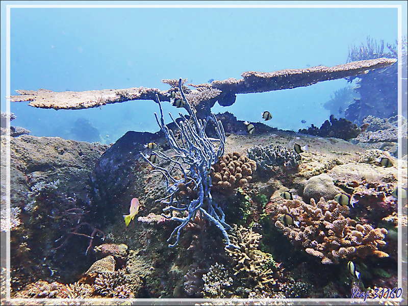  Éponge corde ramifiée, Wall sponge (Callyspongia (Euplacella) aff biru) - Les Tétons - Tsarabanjina - Archipel Mitsio - Madagascar