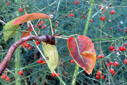 Les feuilles du poirier en automne