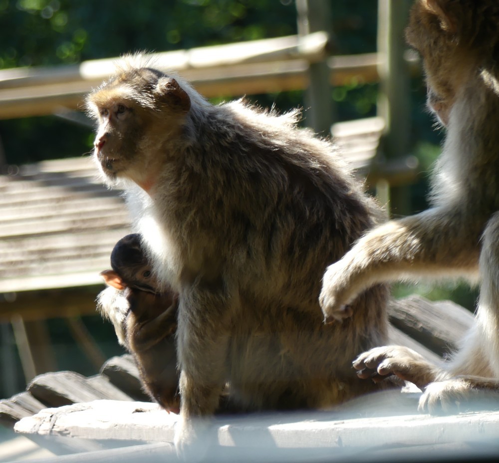 Moments de tendresse entre une mère chimpanzé et son bébé...