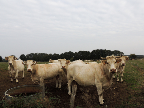 Les belles vaches de Legé ...