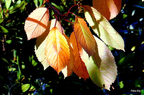 Jolies feuilles sur les branches
