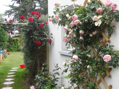 Les fleurs de mon jardin au mois de juin