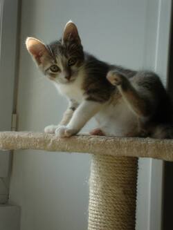 ADOPTEZ MELBA, 3  mois 1/2 !!!