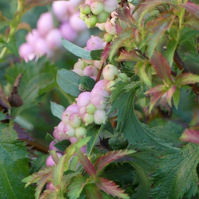 Retour sur le Troc Plantes 2018 au Jardin de Valérie...