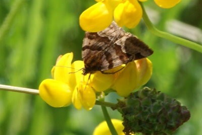 papillon-inconnu.jpg