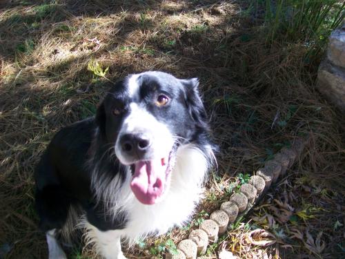 GIPSY - Border collie (2 ans)
