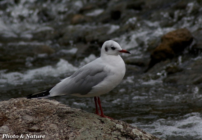 Mouette