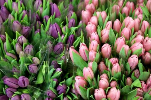 Famiflora : fleurs coupées et matériel d'art floral