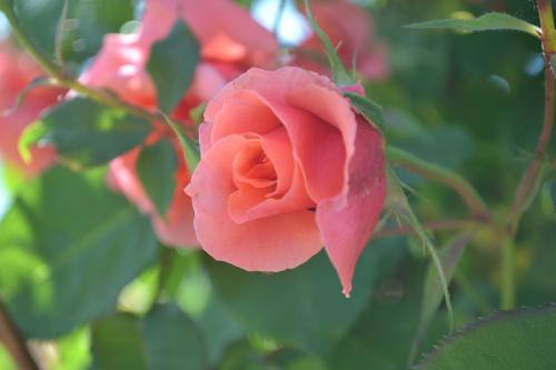 Le cartoscope du lundi 16 septembre 2019