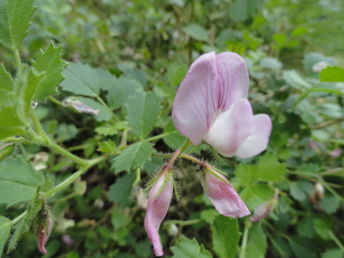 Fleurs roses