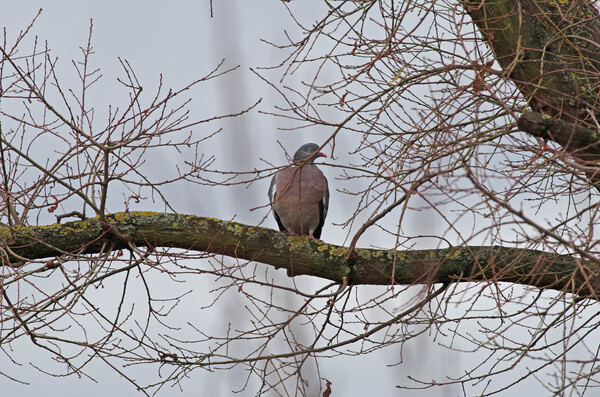 Oiseaux de nos jardins.Mésange,Rouge gorge,pinson,Tourterelle.Par Jipé