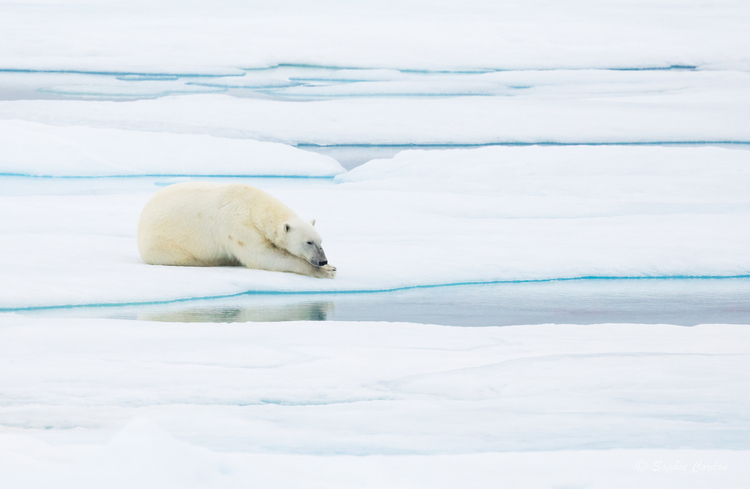 Revenons à notre ours du 7 août