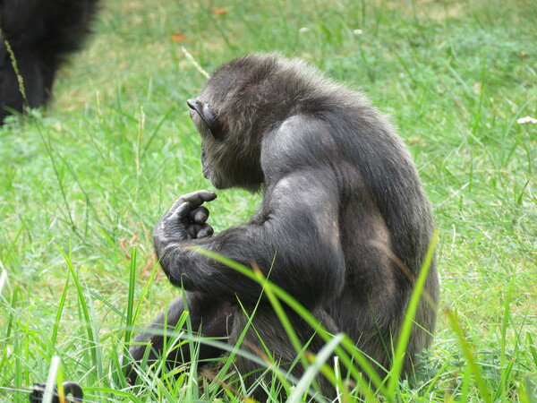 Zoo de Beauval (13).