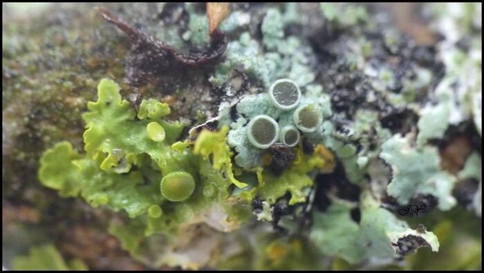 Lichens sur une branche de frêne.