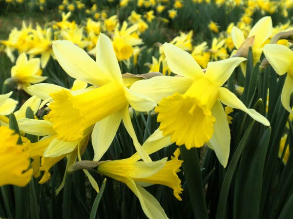 Résultat de recherche d'images pour "images jonquilles et narcisses"