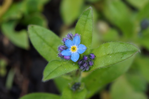 Myosotis