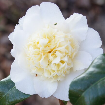camellia japonica Brushfield's yellow