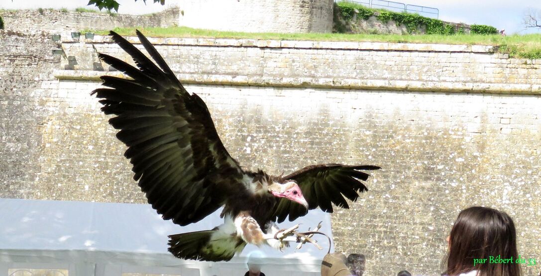 un autre rapace à Blaye 