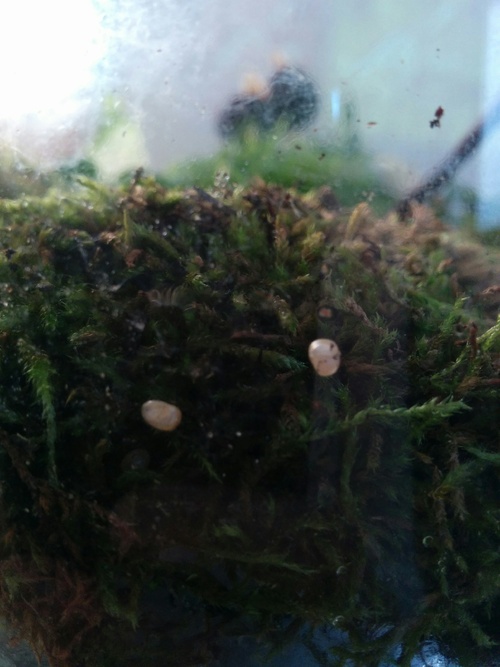 Des naissances chez les escargots!