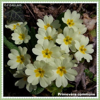 Primevère commune-Primula vulgaris