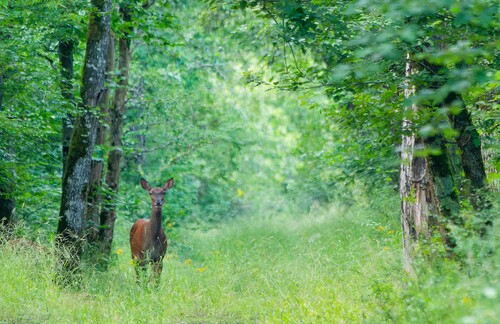 Pour une forêt vivante  ! forêt de Fontainebleau