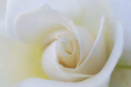 Blanche Fleur Neige - Photo gratuite sur Pixabay