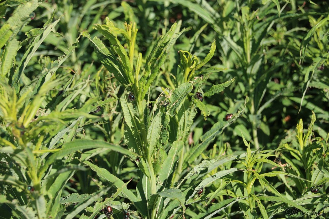 Phyllopertha horticola (Hanneton horticole)