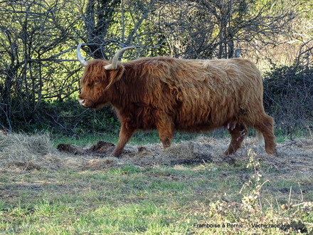 Vaches Highland Moutiers en Retz  2022 