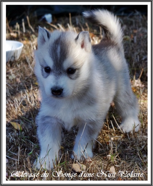 Chiot Husky Femelle 3 (31j)