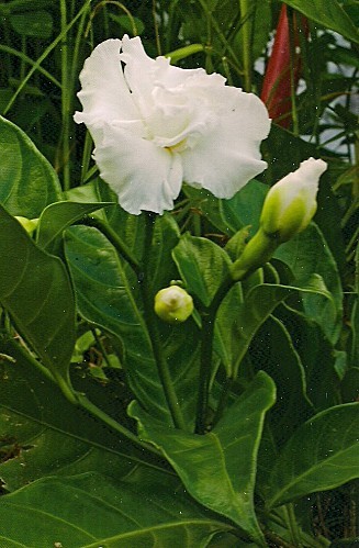 Tabernaemontana coronaria (Jasmin-café)