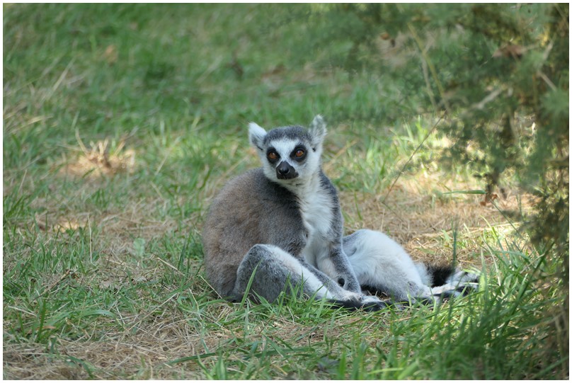 Au zoo de Mervent-13