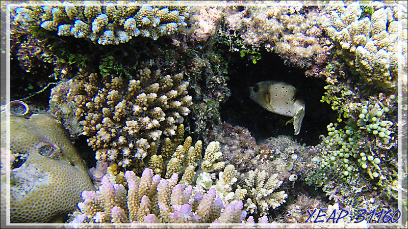 Poisson-ballon à taches noires ou Tétrodon jaune, Blackspotted puffer (Arothron nigropunctatus) - Snorkeling à Athuruga - Atoll d'Ari - Maldives