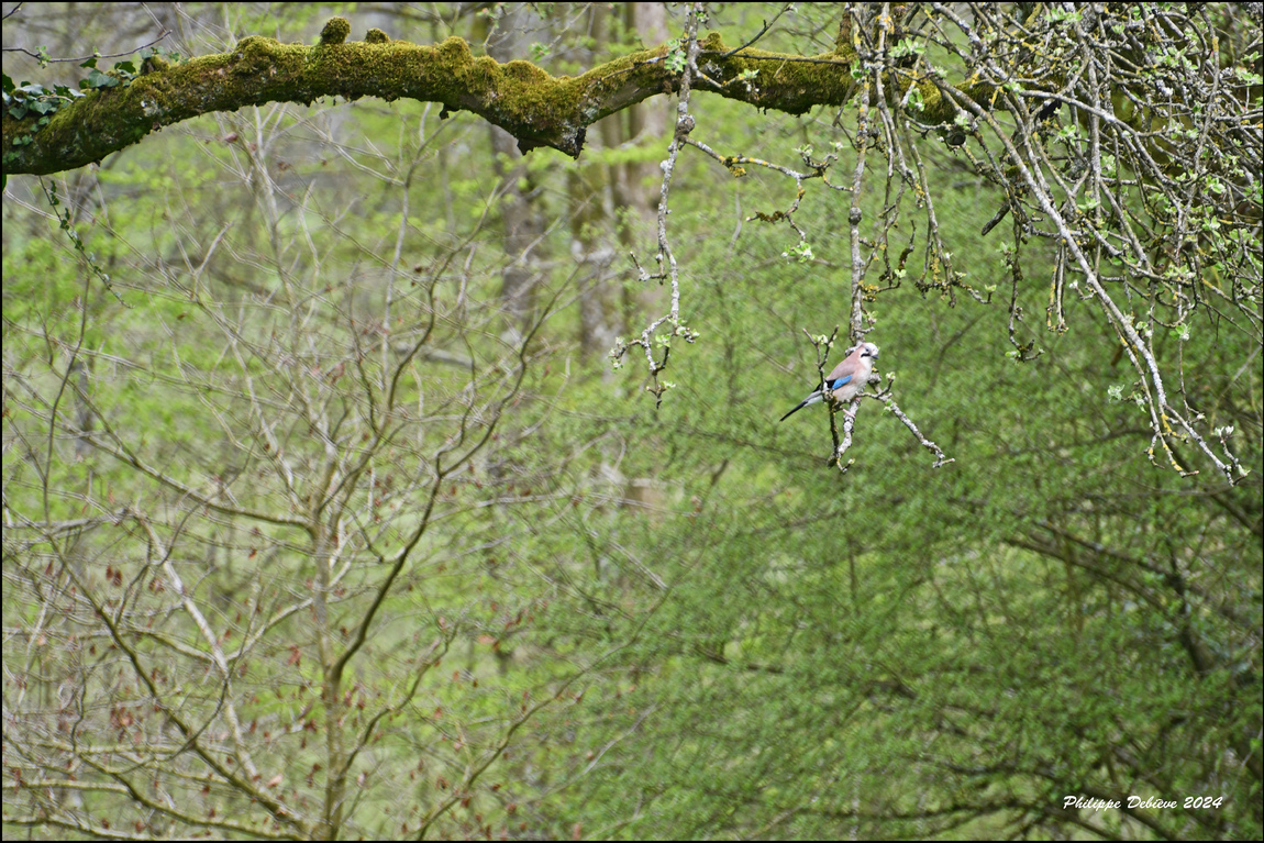 Le Parc de l'Abbaye de Liessies - 1/2