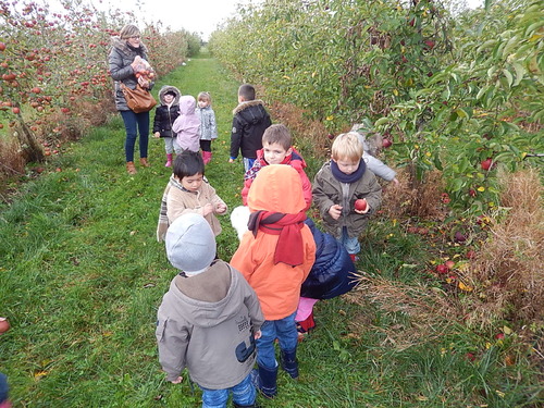 PS/MS : la cueillette des pommes à Cagny