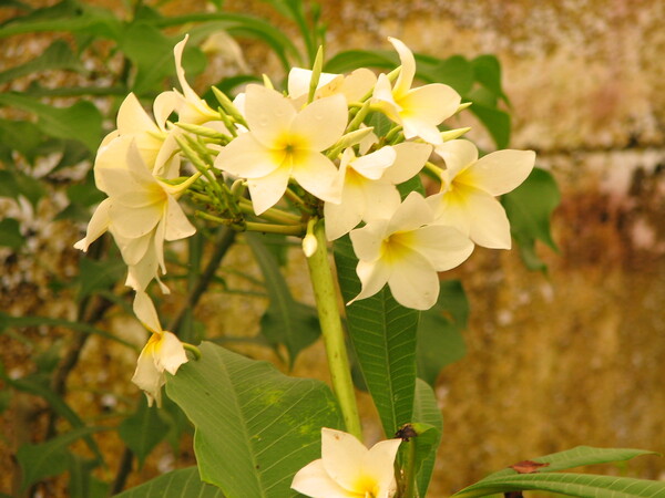 Fleurs de Martinique