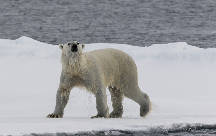 Un peu d'ours