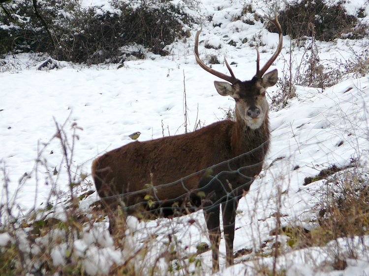 Randonnée "Au pays de l'ours et des cerfs": le cerf et la mésange - Sengouagnet - 31