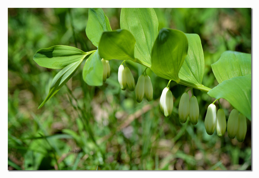 Le printemps au Chalvet (4)