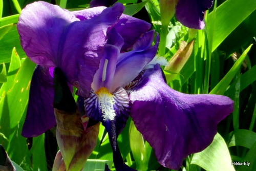 Mes iris du jardin en avril
