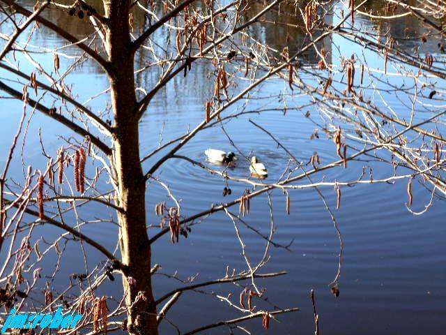 Balade printanière sur les bords de Vienne (2)