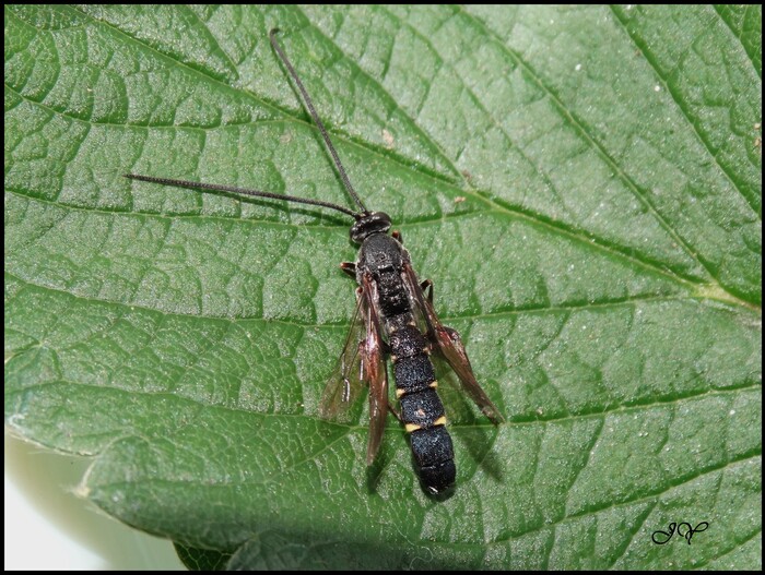 Ichneumonidae. 